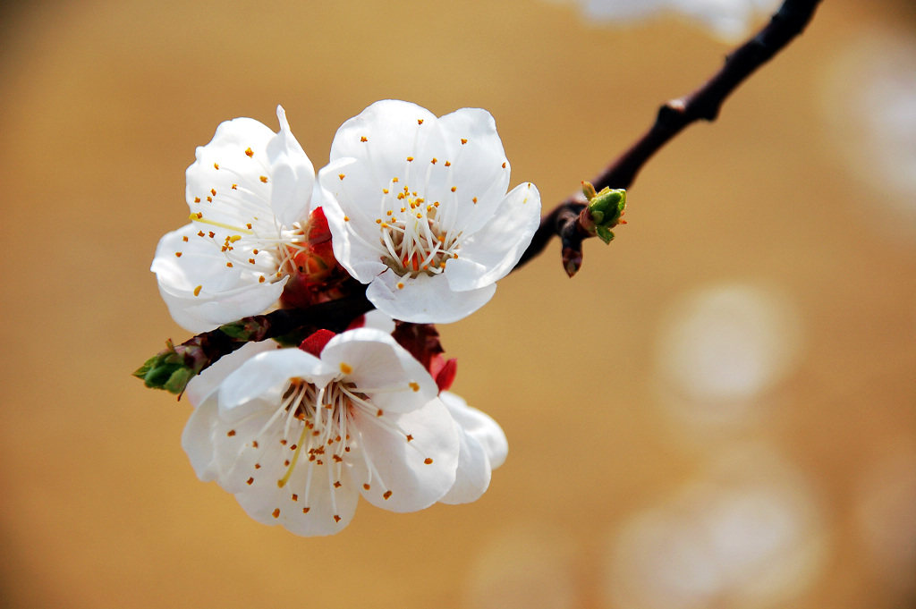小花一组