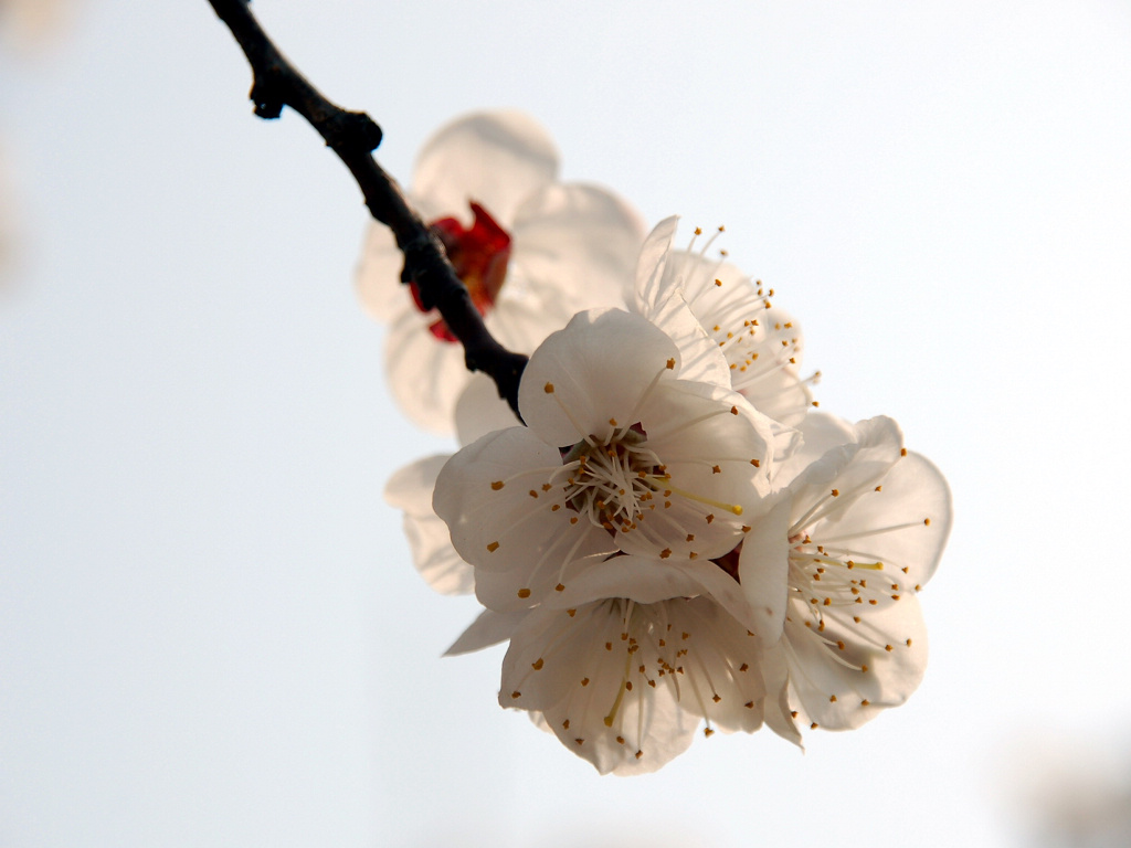 小花一组