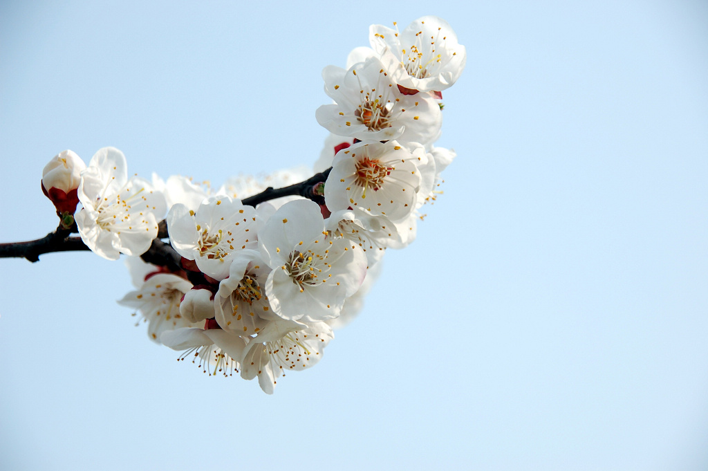 小花一组