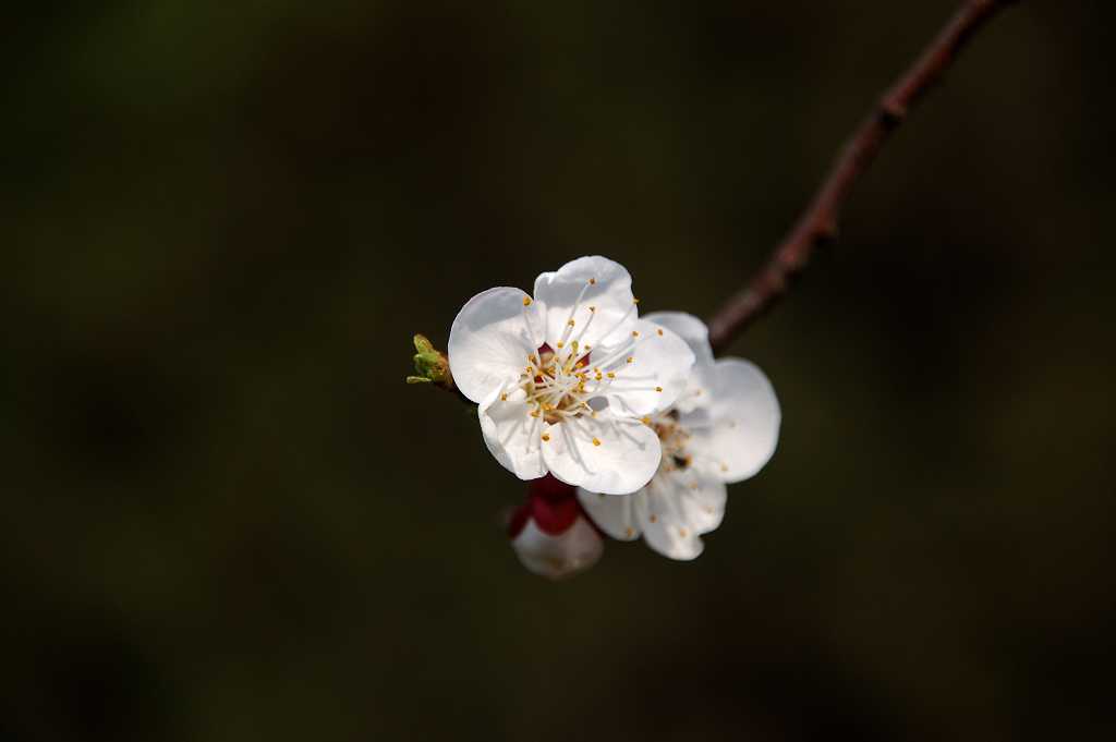 小花一组