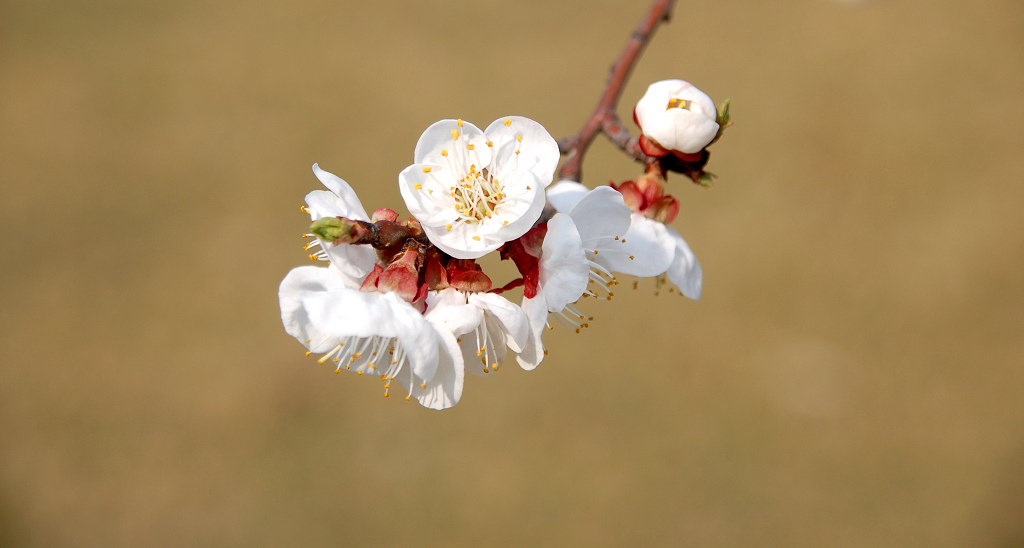 小花一组
