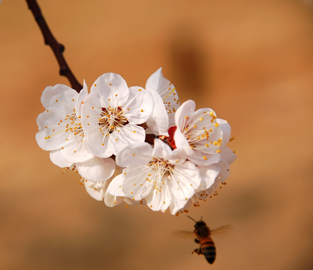 小花一组