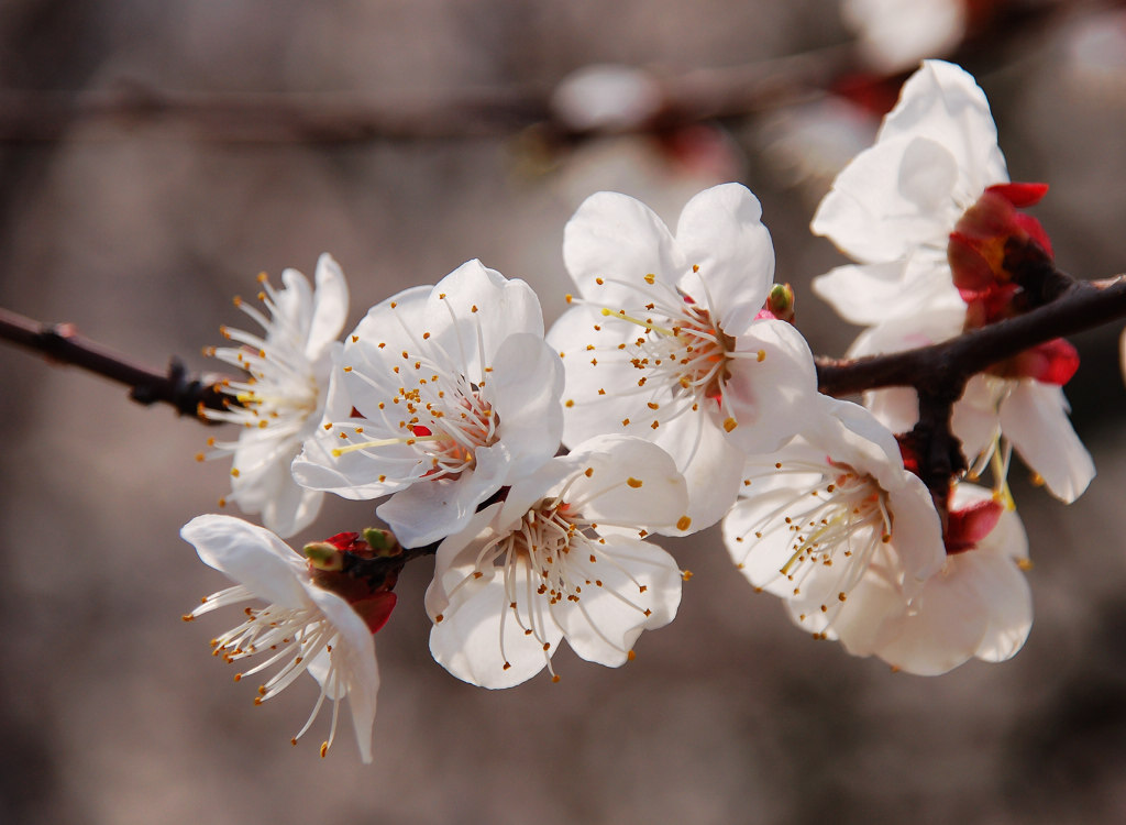 小花一组