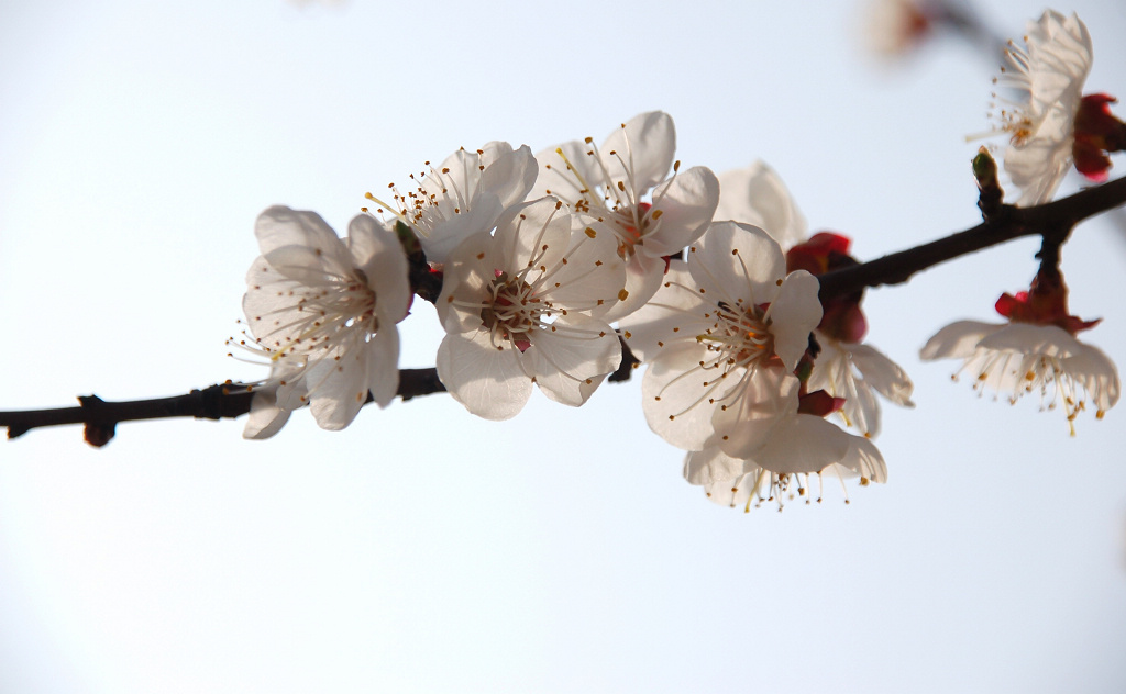 小花一组