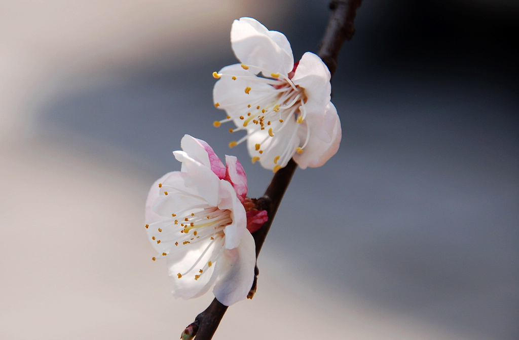小花一组