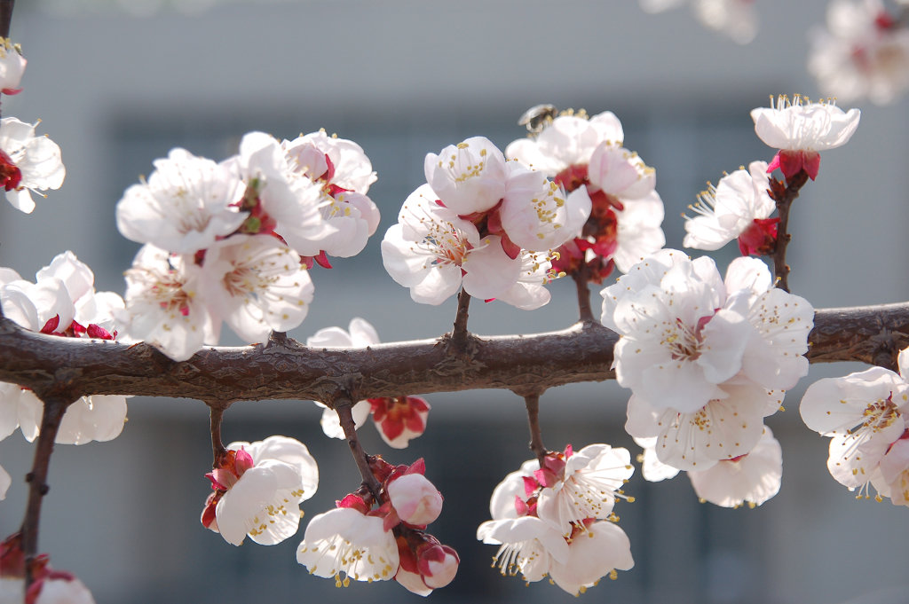 小花一组