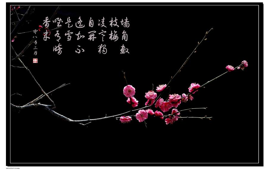 梅花一组