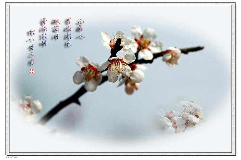 梅花一组