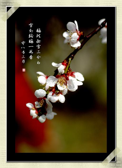 梅花一组