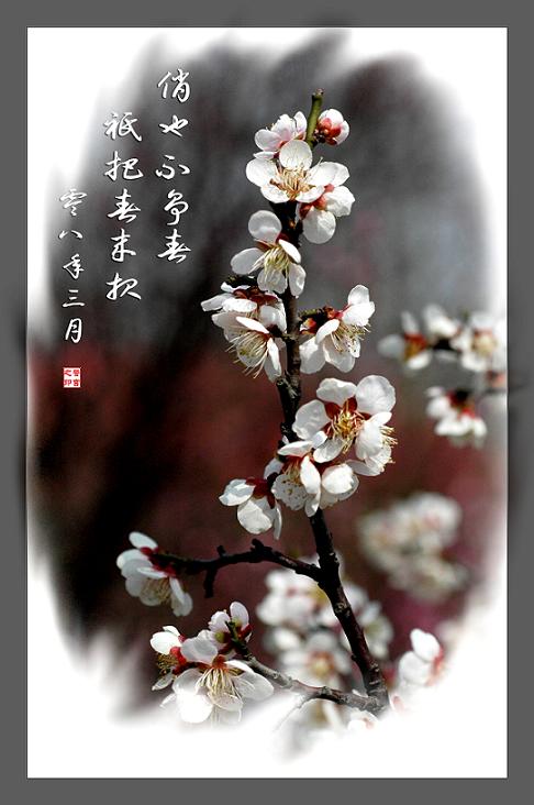 梅花一组