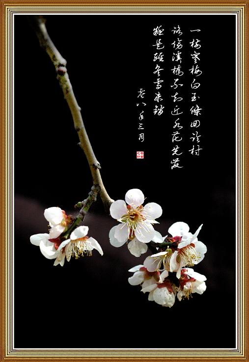 梅花一组