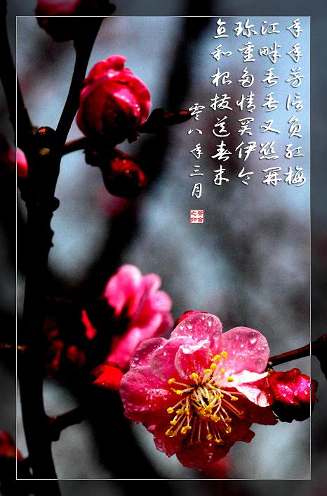梅花一组