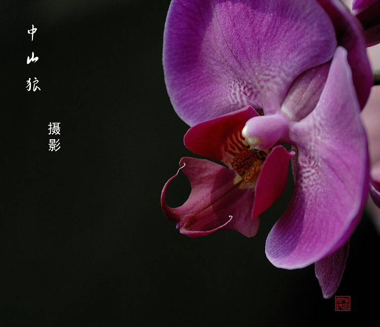 几张伪微距蝴蝶兰