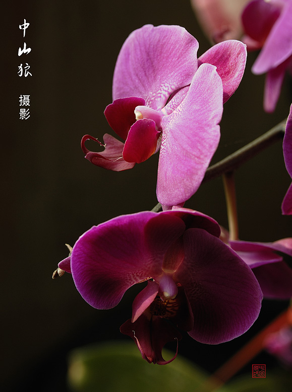 几张伪微距蝴蝶兰