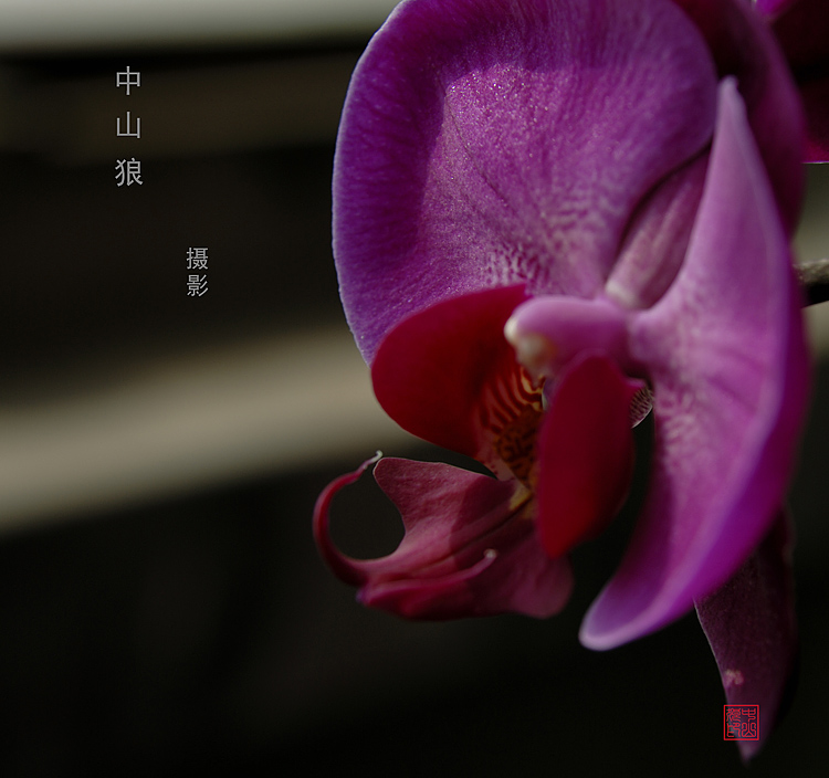 几张伪微距蝴蝶兰