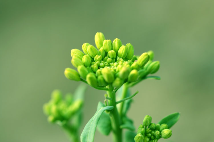 油菜花开！