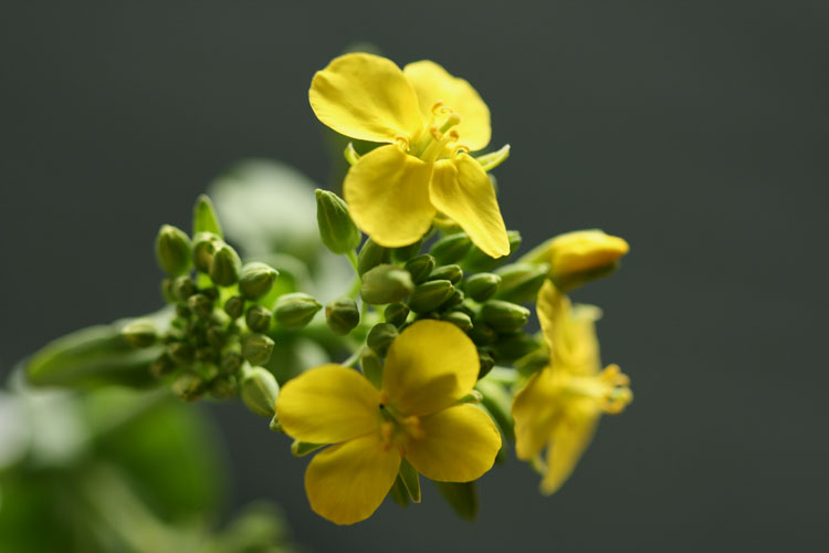 油菜花开！