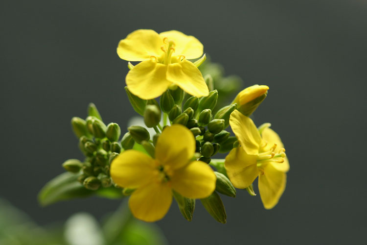 油菜花开！