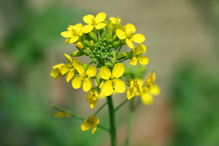 油菜花开！