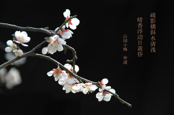 斜枝疏影舞春风——梅