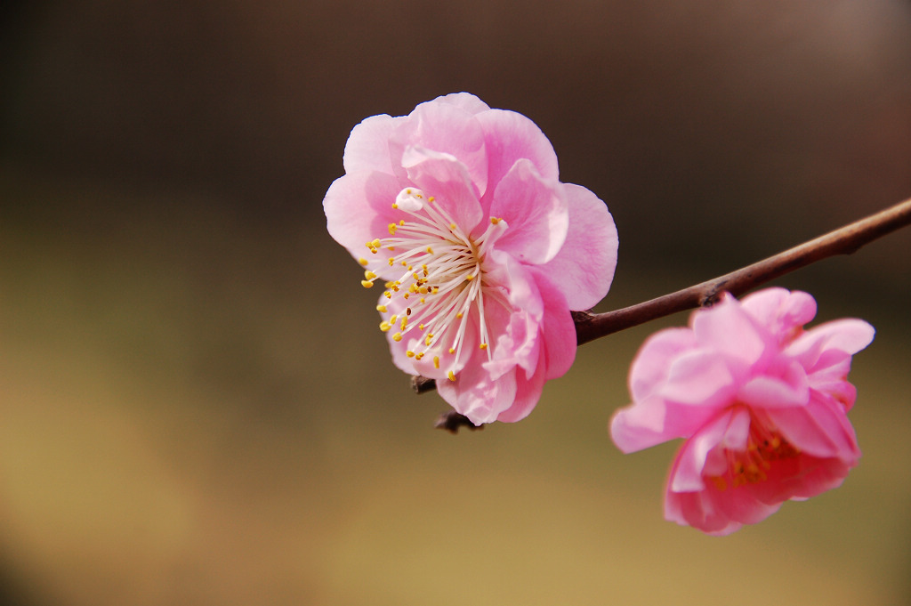 春花恕放