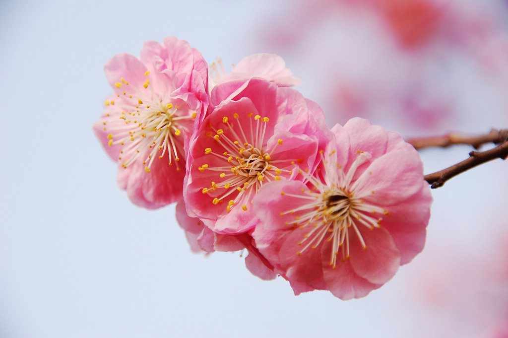 春花恕放
