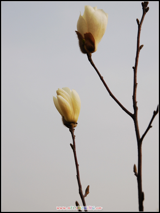 春花恕放