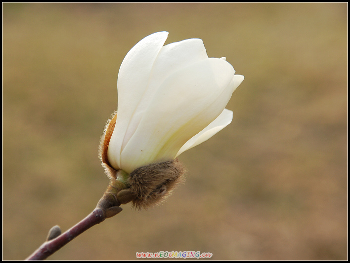 春花恕放