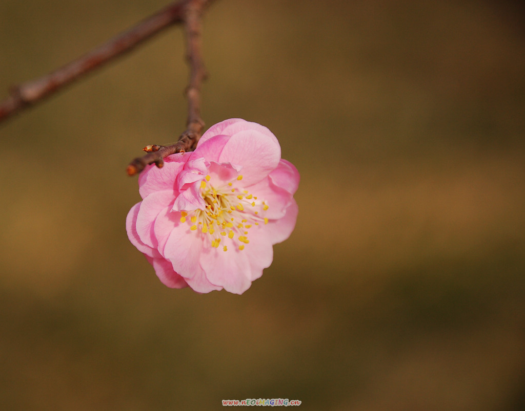 春花恕放