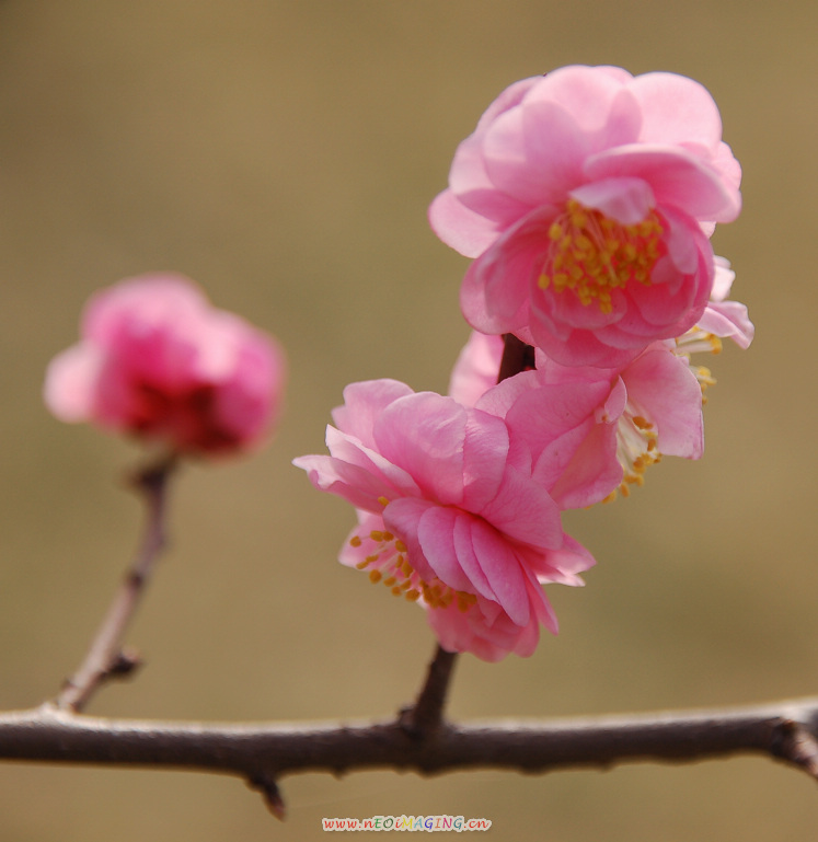 春花恕放