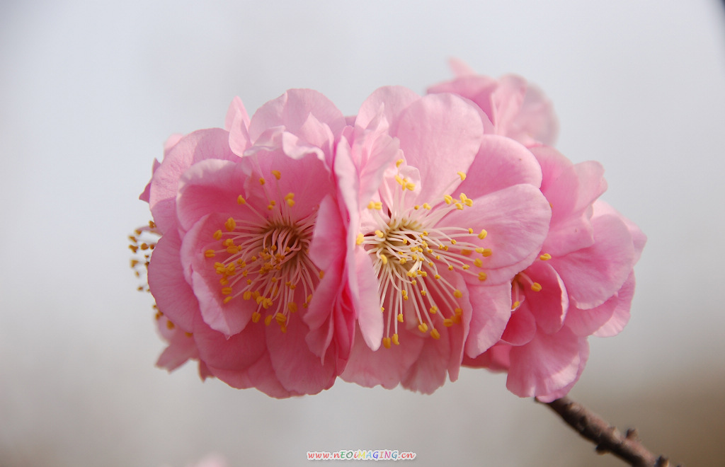 春花恕放