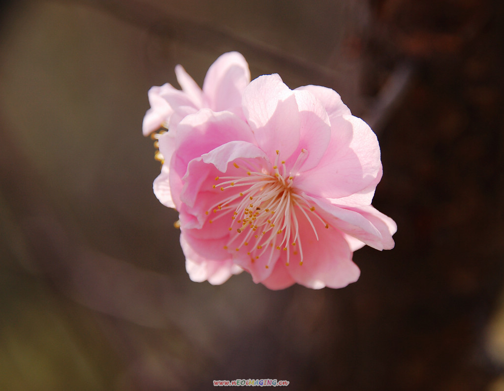 春花恕放