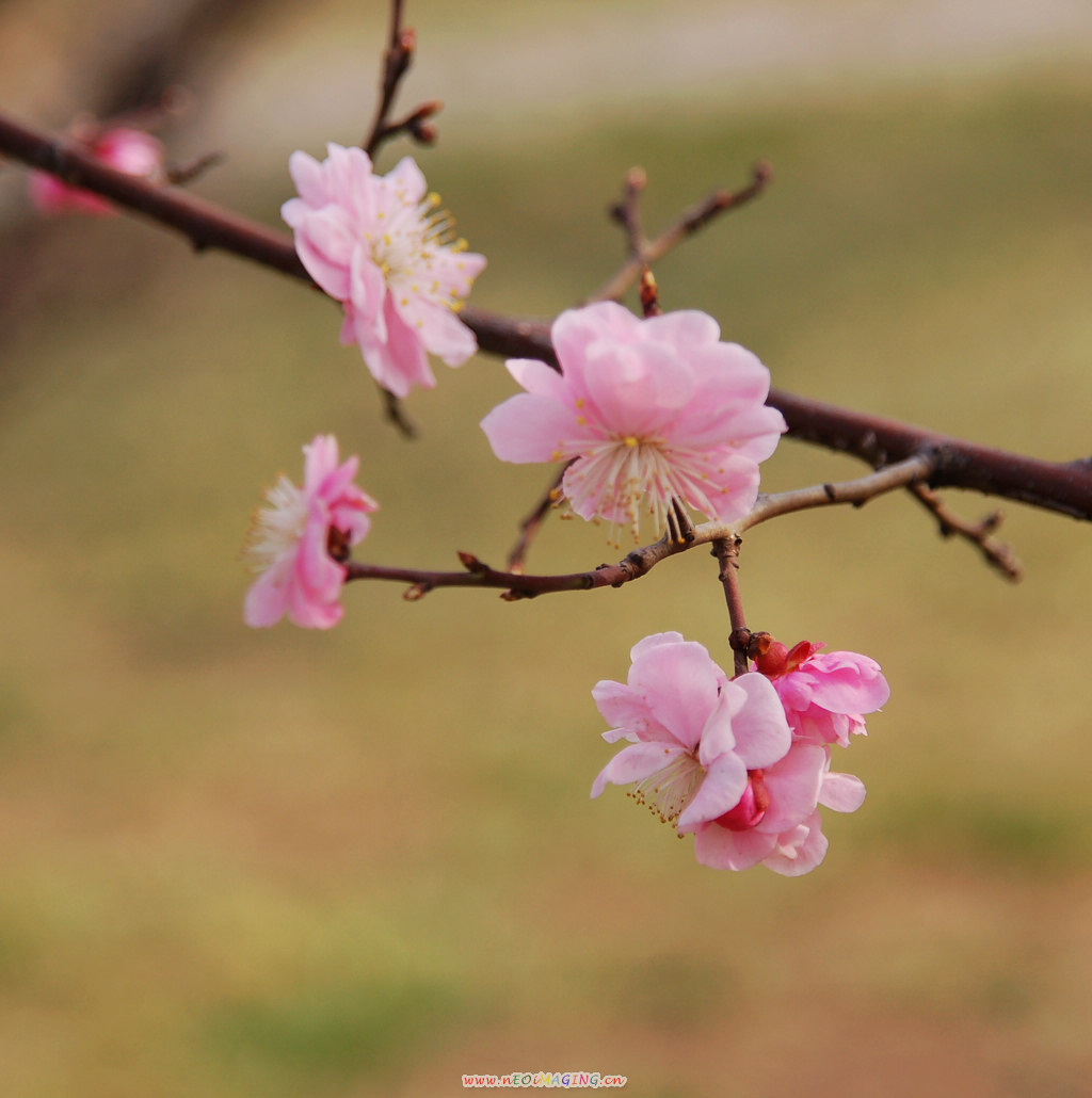 春花恕放