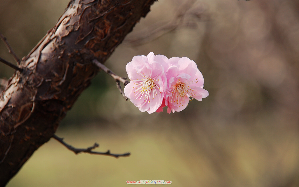 春花恕放