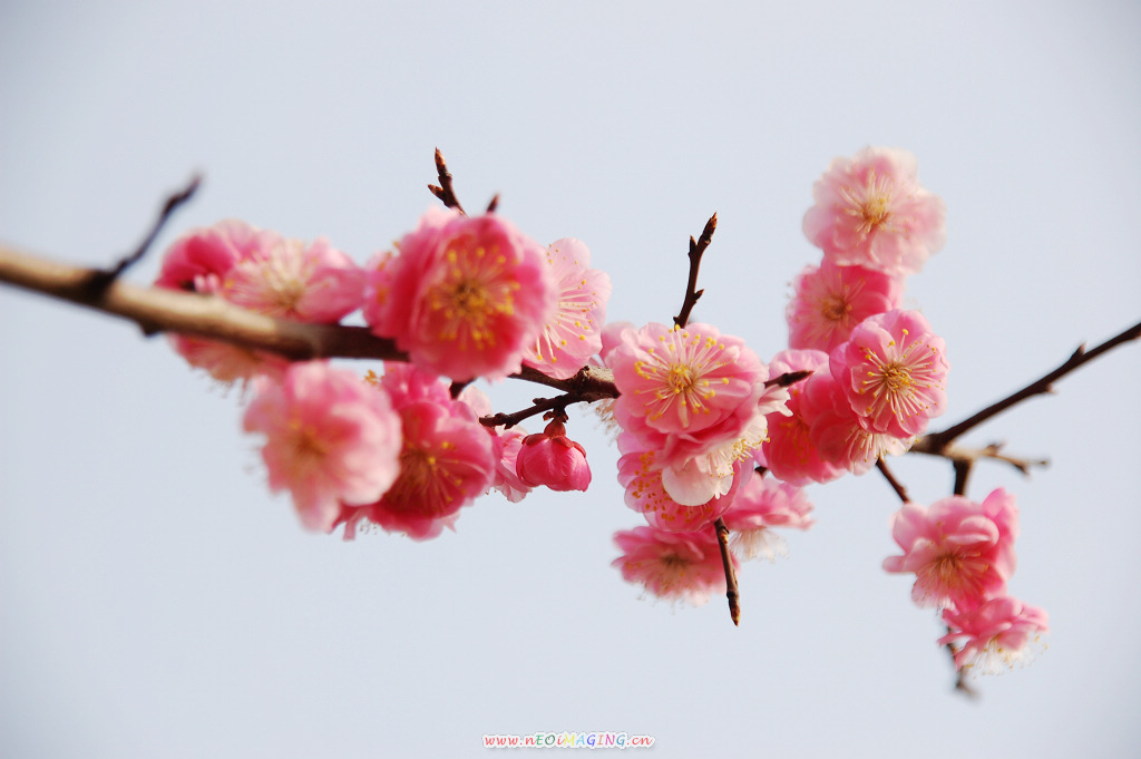 春花恕放