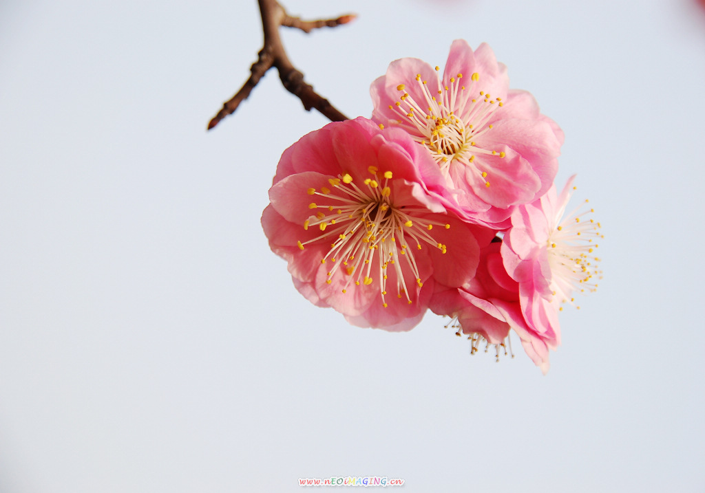 春花恕放