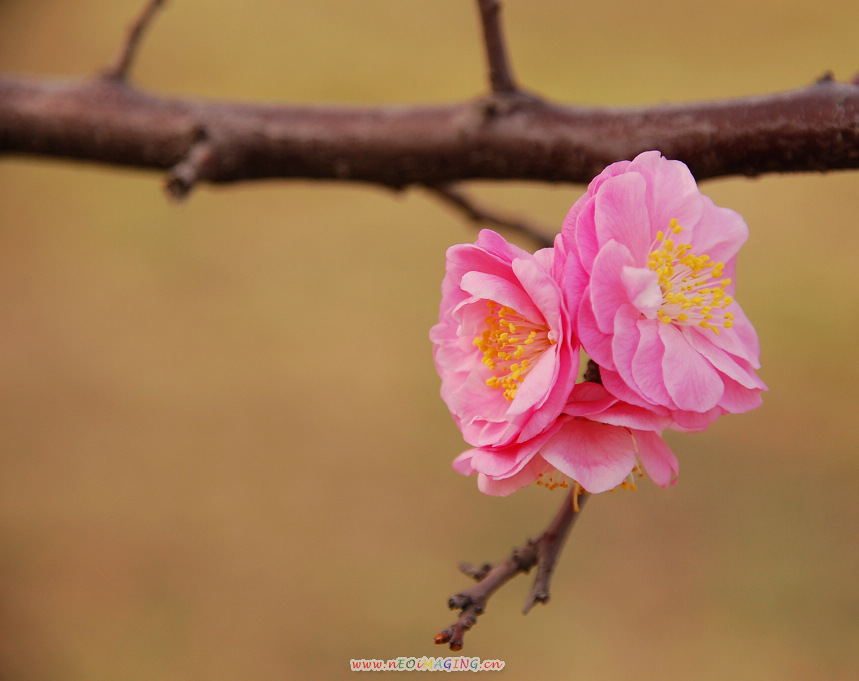 春花恕放