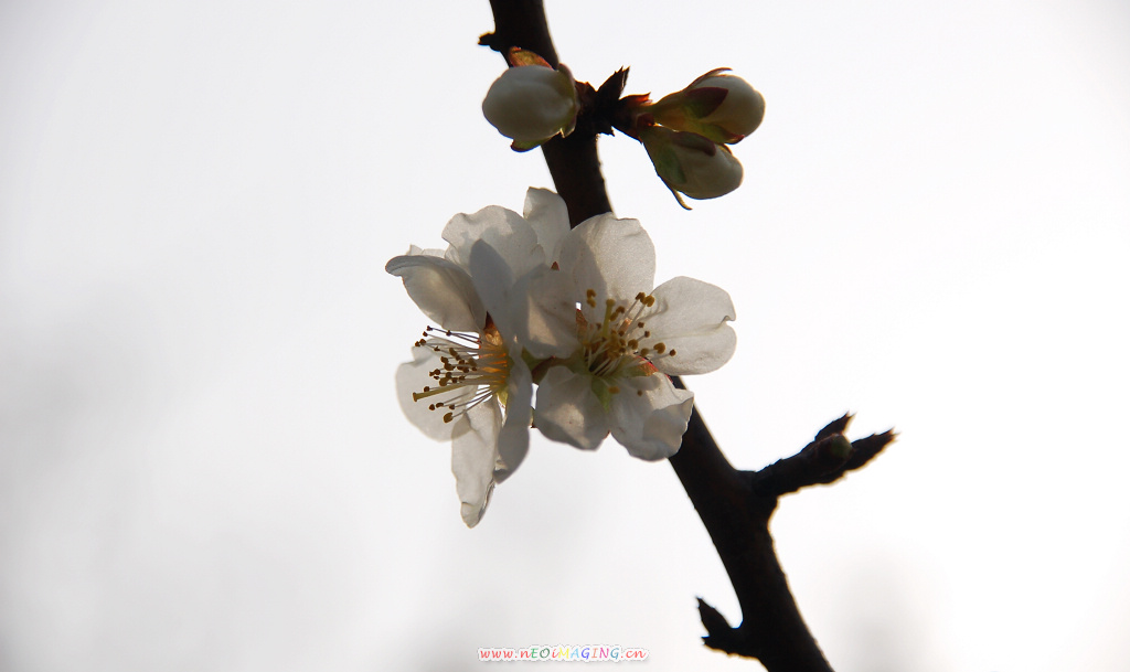 春花恕放