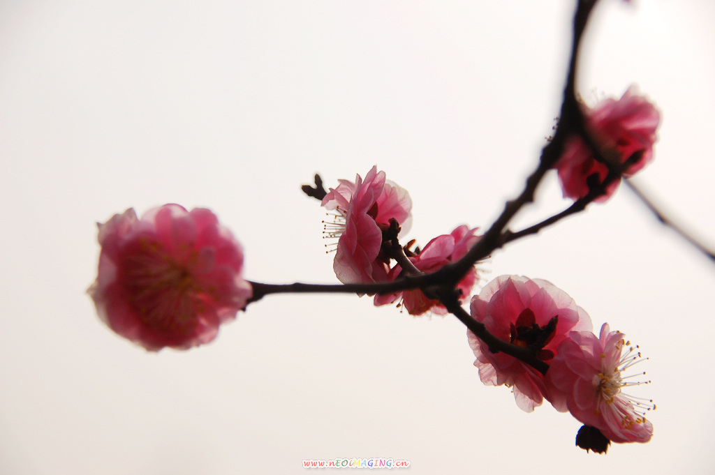 春花恕放