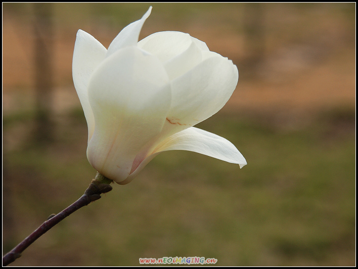 春花恕放