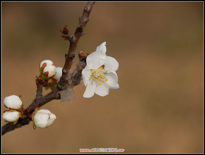 春花恕放
