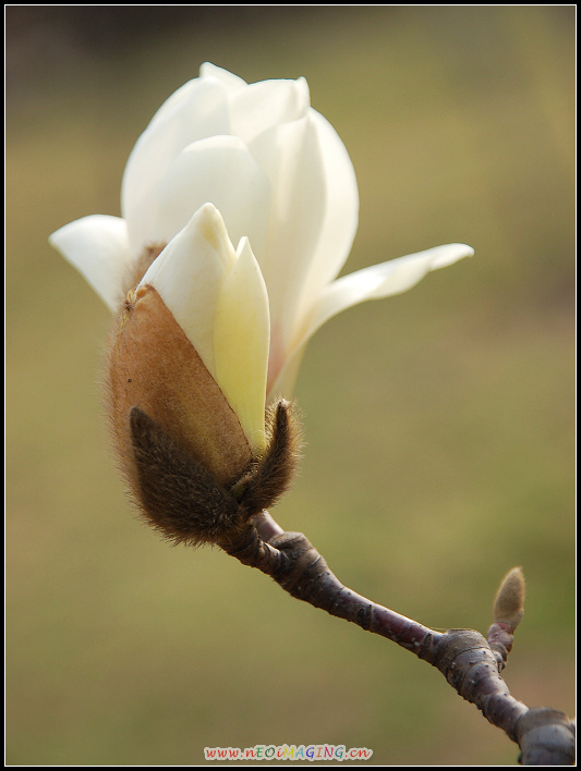 春花恕放