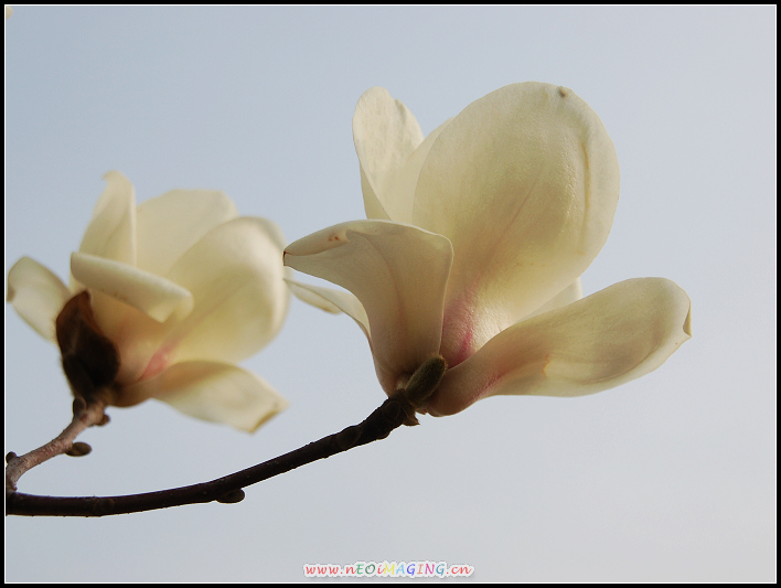 春花恕放