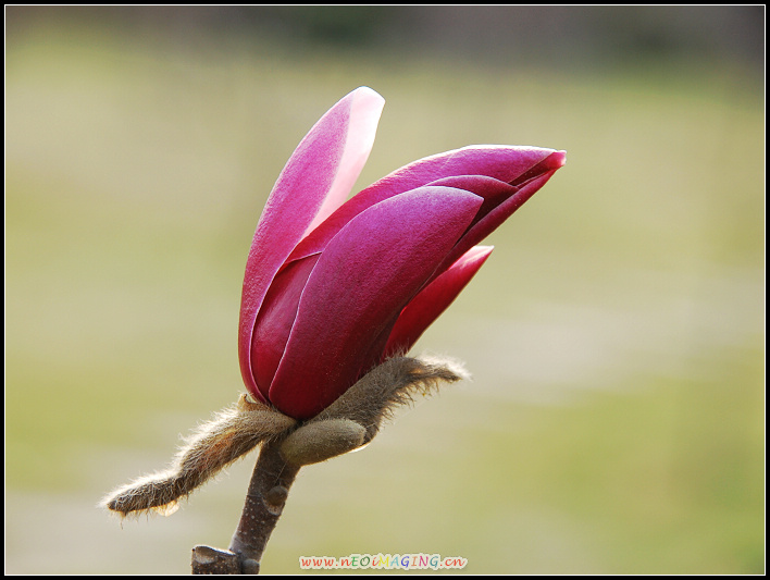 春花恕放