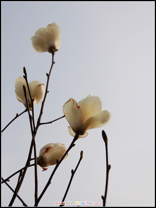 春花恕放