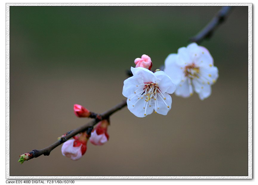 杏花春