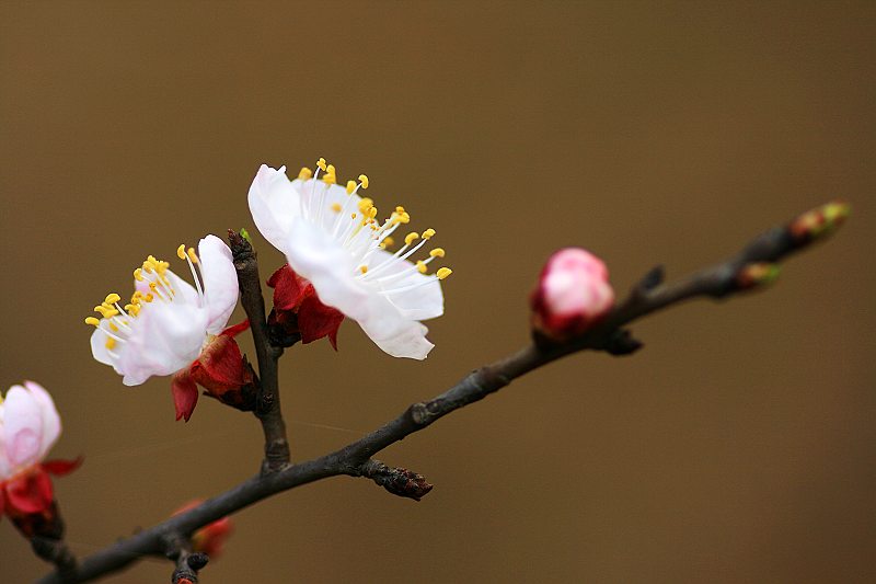 杏花春