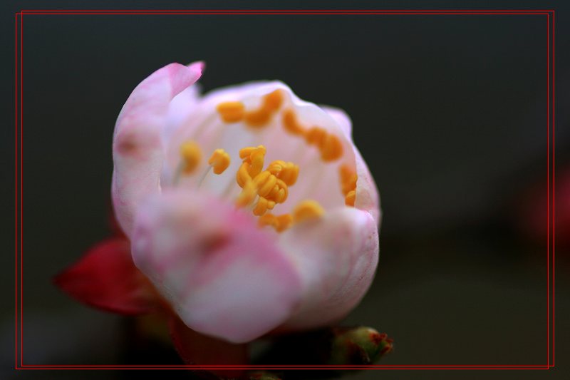 杏花春