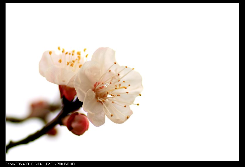 杏花春
