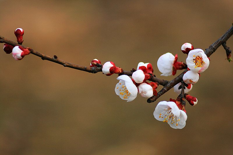 杏花春